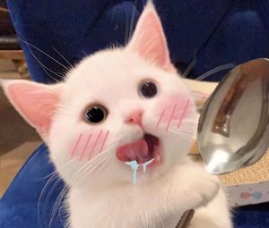 小猫咪握勺子流口水表情